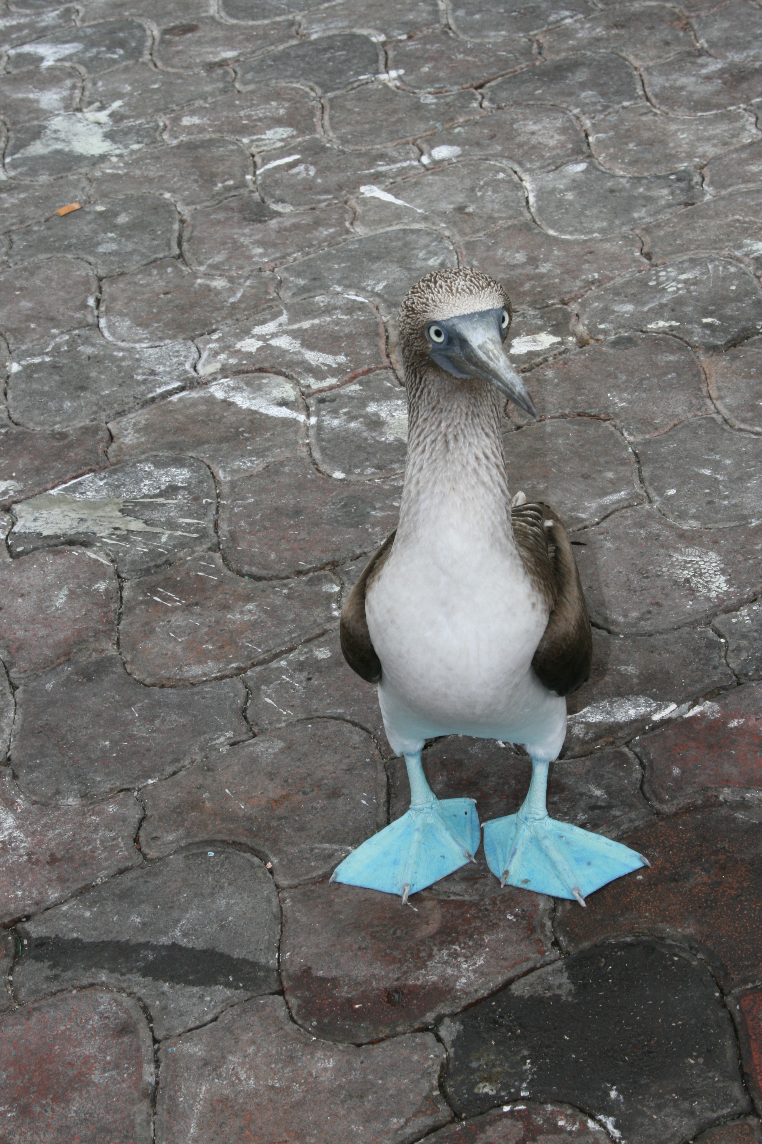Galapagos Blue Footed