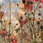 Photo of flowers in a field