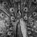 Grayscale photo of peacock