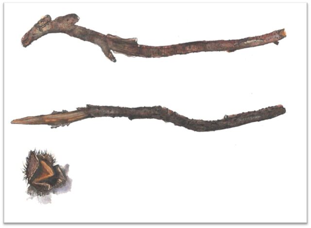 Composite image of paintings of twigs and beech mast on white background