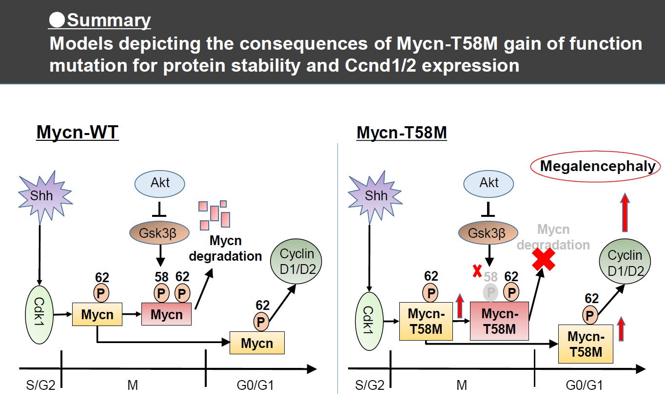 Mycn De Novo Gain Of Function Mutation In A Patient With A Novel