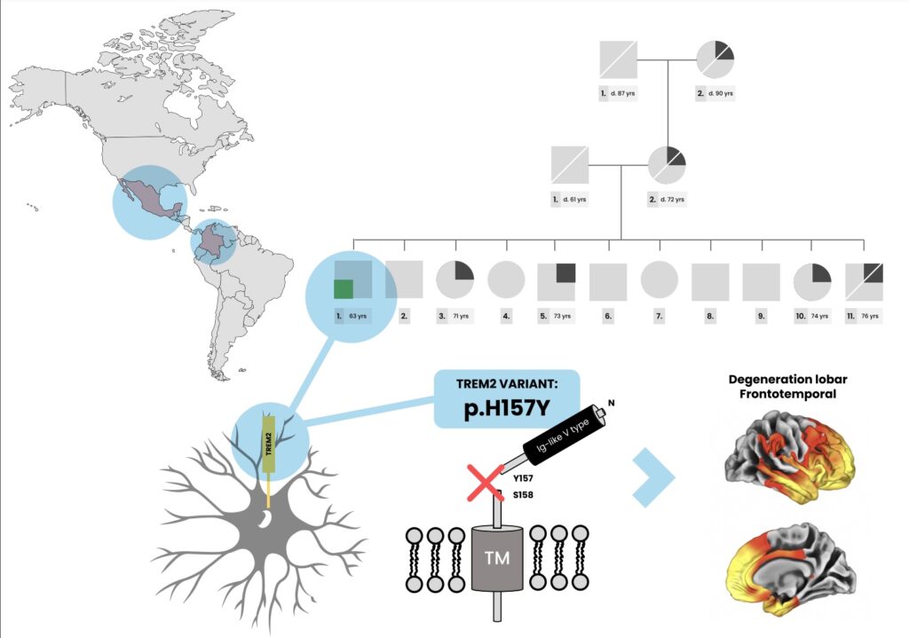 Frontotemporal Dementia Presentation In Patients With Heterozygous P