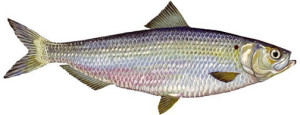 river_herring_2