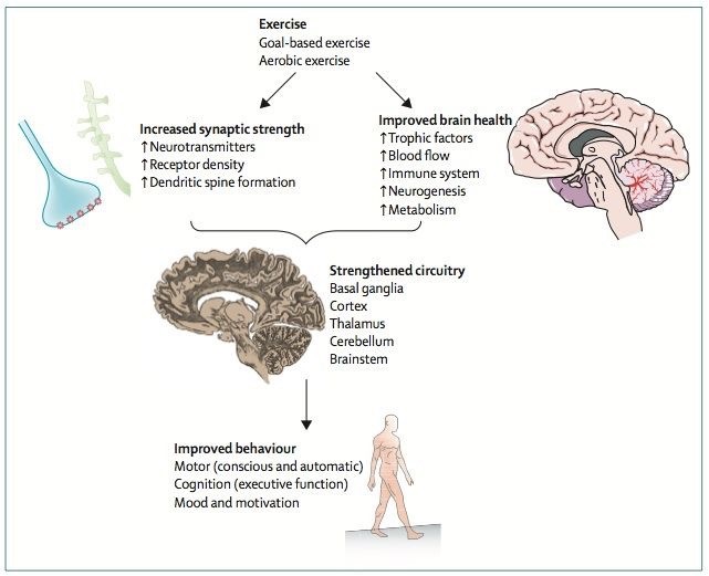 exercise brain