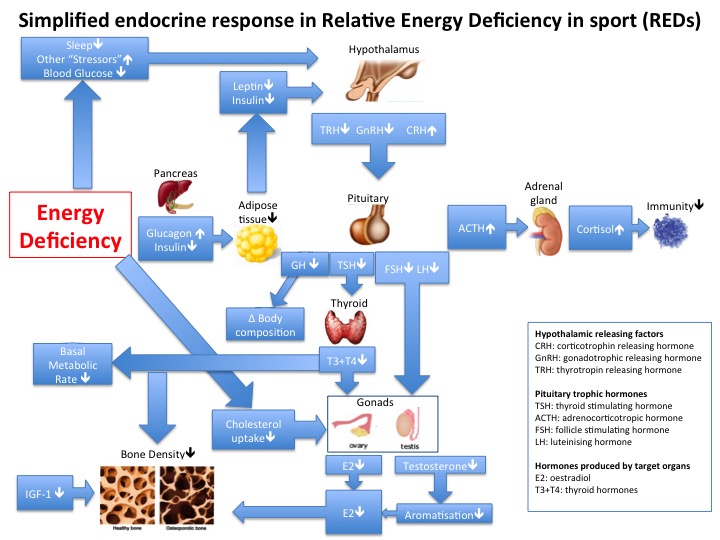 endocrine system indicators