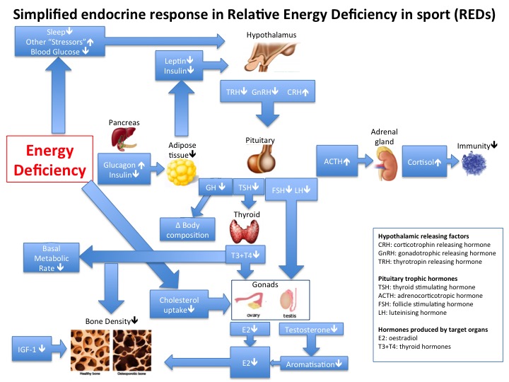 2018 UPDATE: Relative Energy Deficiency in Sport (RED-S) | BJSM ...