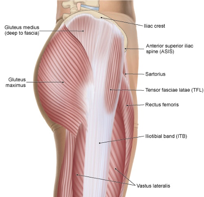 Normal anatomy of the lateral hip region. The gluteus medius