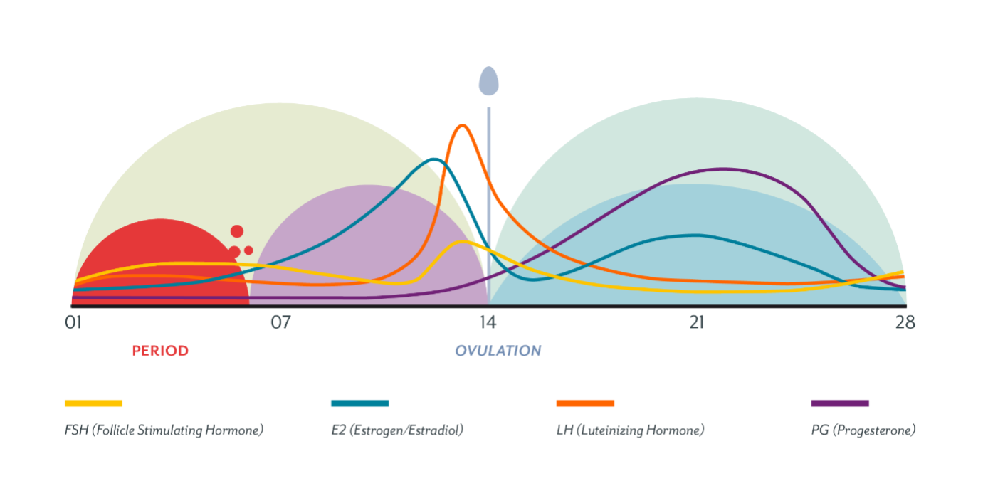 What do my hormones do throughout my cycle?