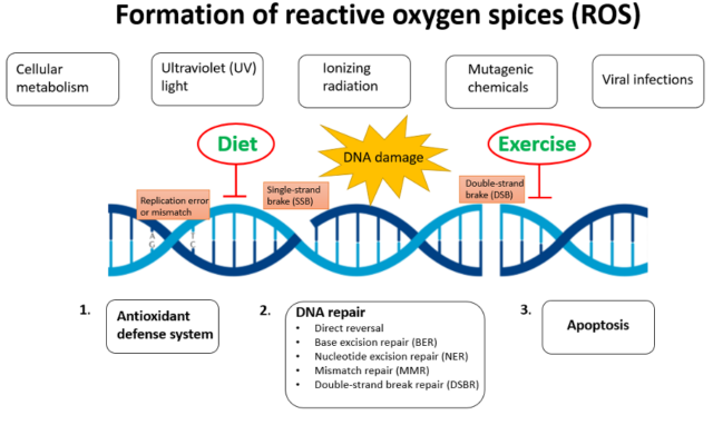 dna-damage-and-repair-capacity-related-to-diet-and-exercise-a-new