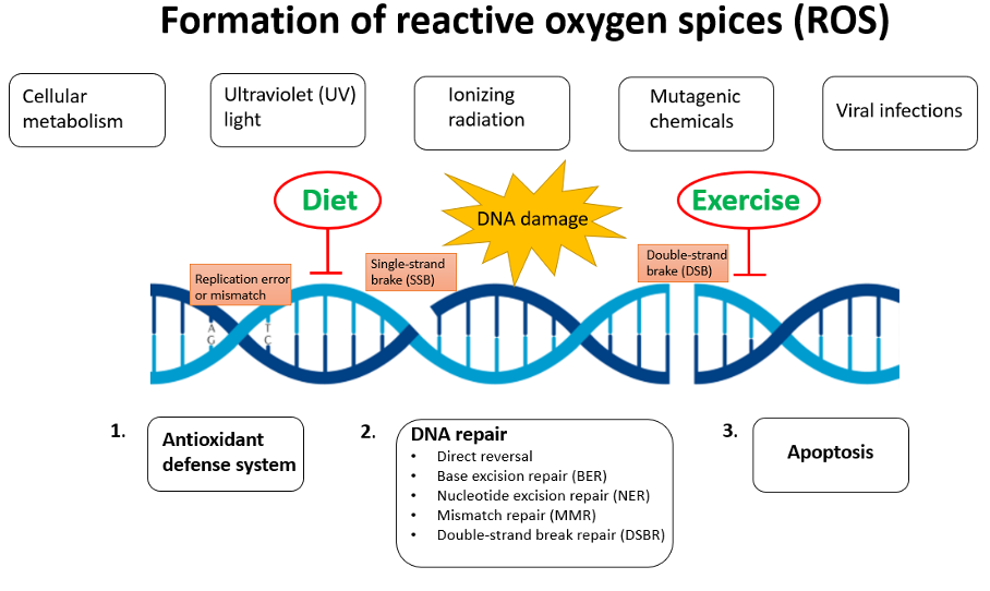 DNA damage and repair capacity related to diet and exercise: a new dimension  in cancer treatment? - BJSM blog - social media's leading SEM voice