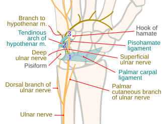 The MSK Playbook: Ulnar Nerve Entrapment - BJSM blog - social media's ...