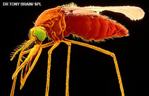 malaria_mosq