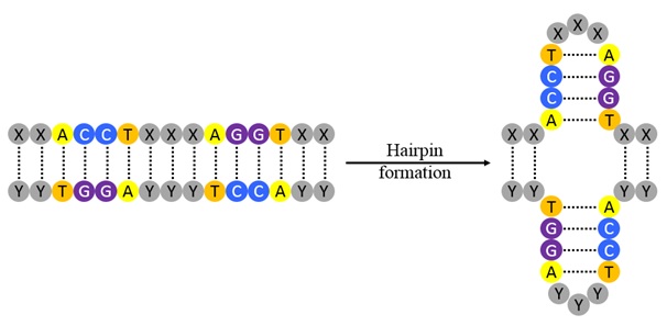 palindromic sequence 4 vs 6