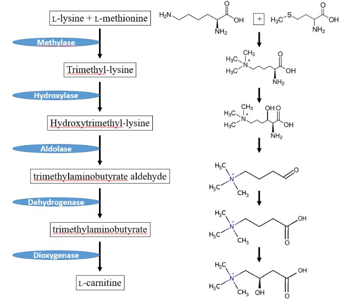 Jeffrey Aronson: When I Use a Word . . . Carnitine – The BMJ