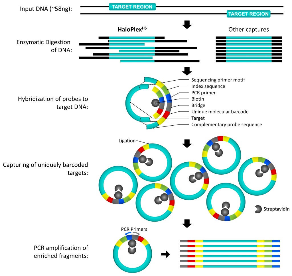 High sensitivity sequencing reveals multi-organ somatic mosaicism ...