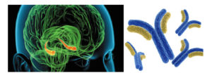 In this study, approximately one-fourth of the patients showed seropositivity to neuronal autoantibodies, principally against the VGKC-complex.