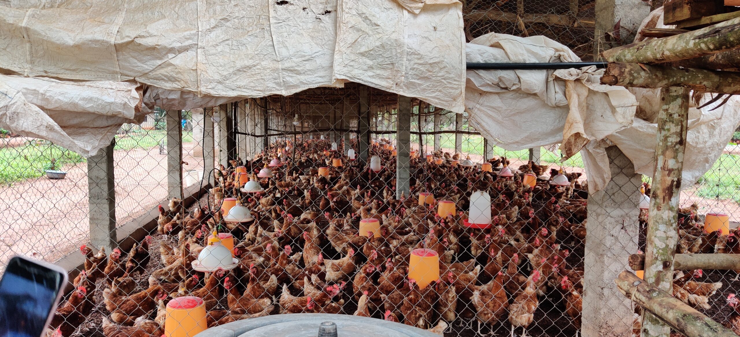 Crowded chicken coops are a key site for the spread of infectious diseases.
