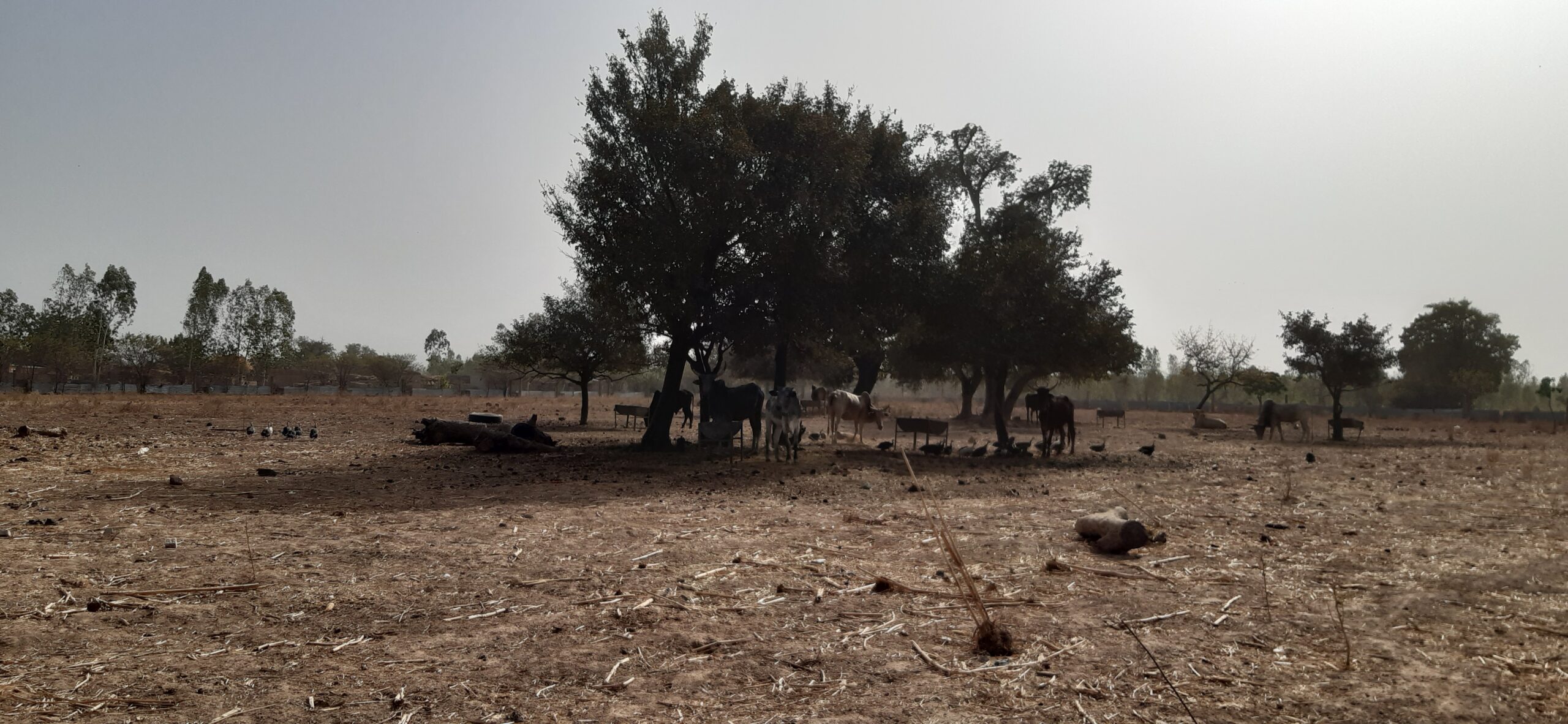 Cattle farm in the outskirts of Ouagadougou, Burkina Faso.