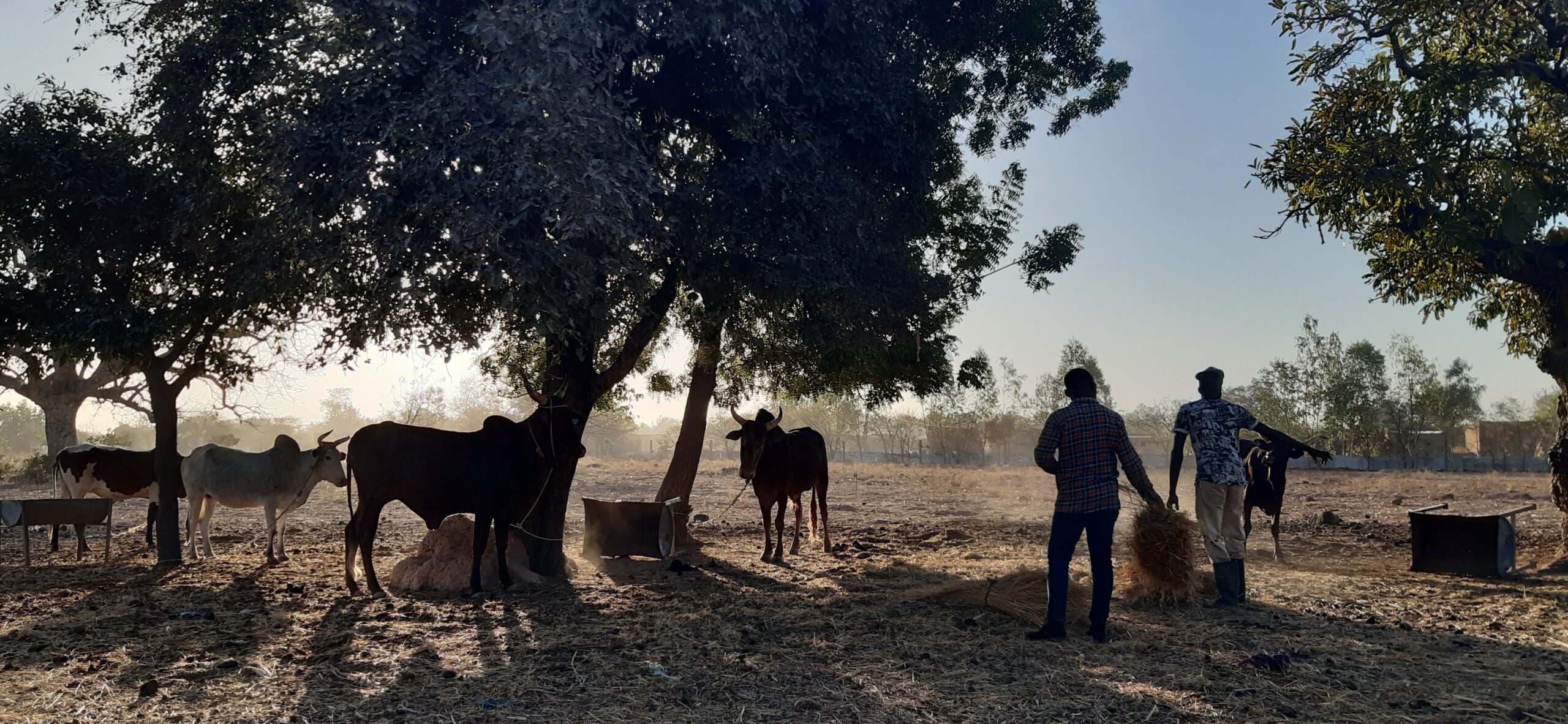 Cattle farm in the outskirts of Ouagadougou, Burkina Faso.