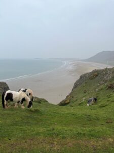 Photo of beach along the Gower peninsula taken from a hill where ponies are grazing