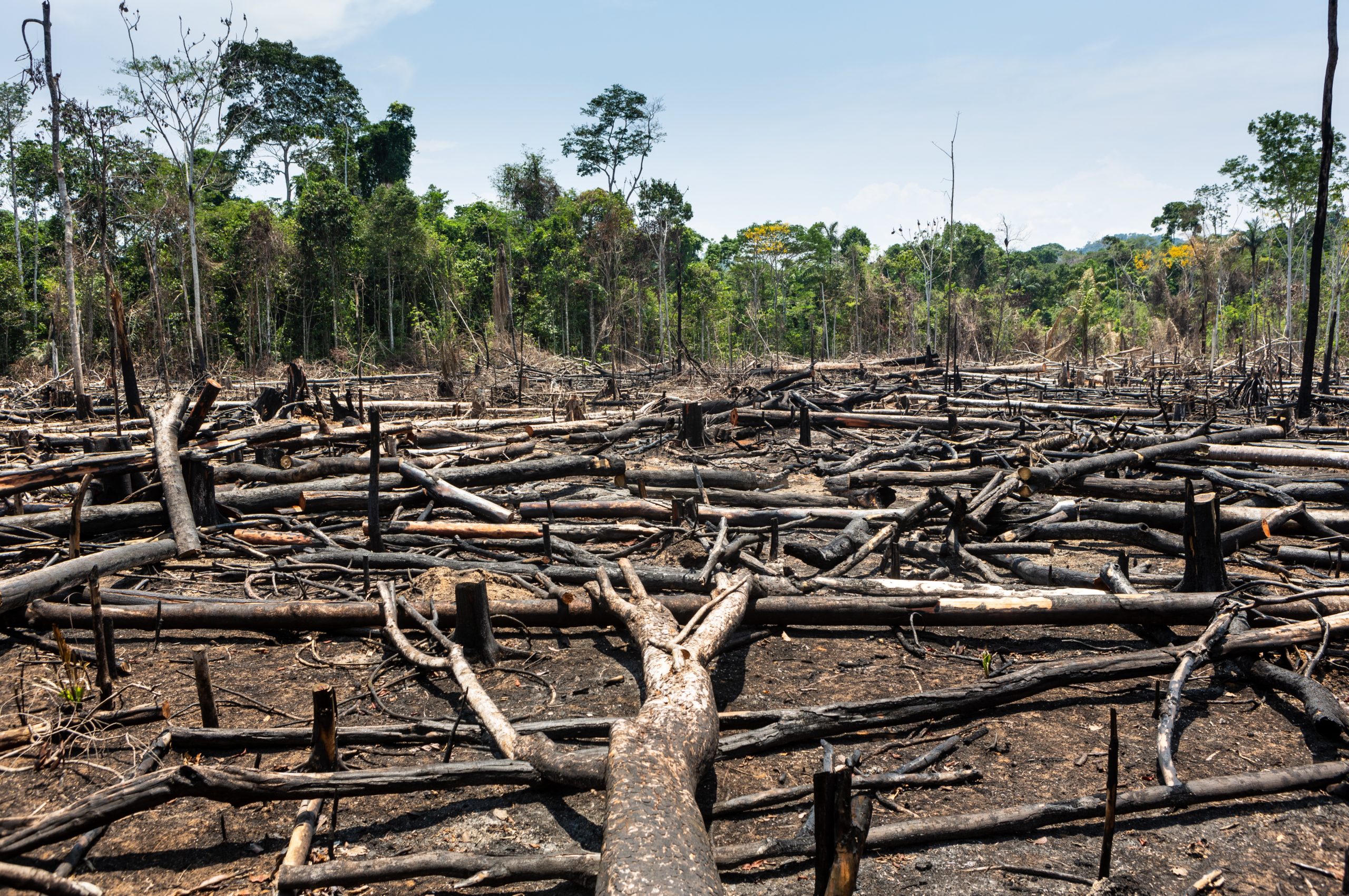 Проблема тропического леса. Обезлесение тропических лесов Африки. Обезлесивание Нигерия. Обезлесение Перу. Обезлесивание Южной Азии.